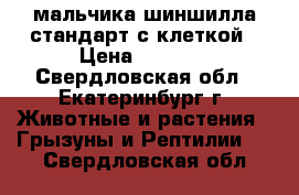 2 мальчика шиншилла стандарт с клеткой › Цена ­ 1 500 - Свердловская обл., Екатеринбург г. Животные и растения » Грызуны и Рептилии   . Свердловская обл.